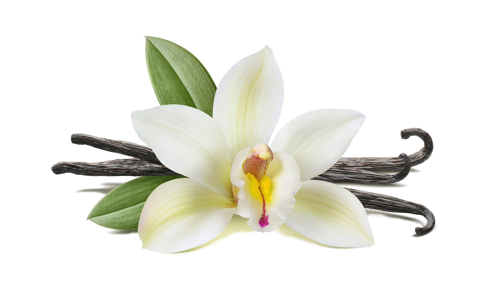 Relaxing & Moisturizing French Vanilla Perfume Dead Sea Shampoo