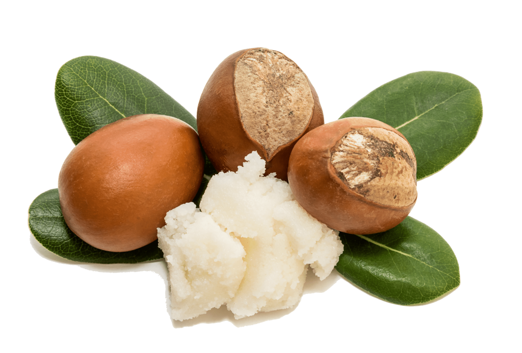 Avocado & Olive Oil Paw Moisturizing Cream Dead Sea Shampoo