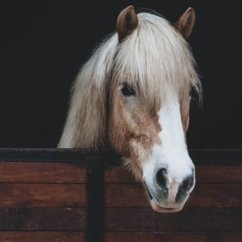 Horse shampoo and conditioner