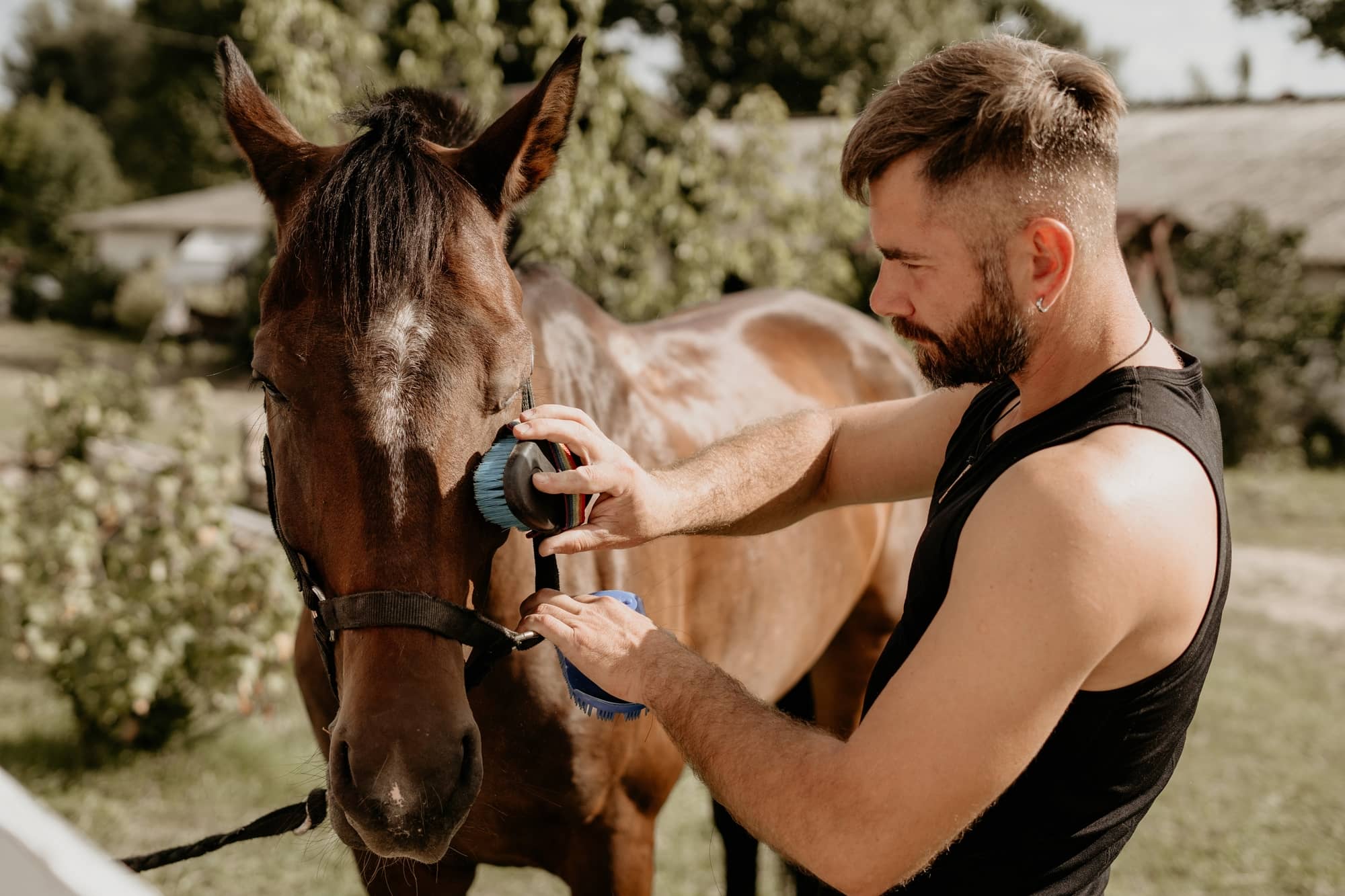 Why should you brush your horse and how often? Dead Sea Shampoo