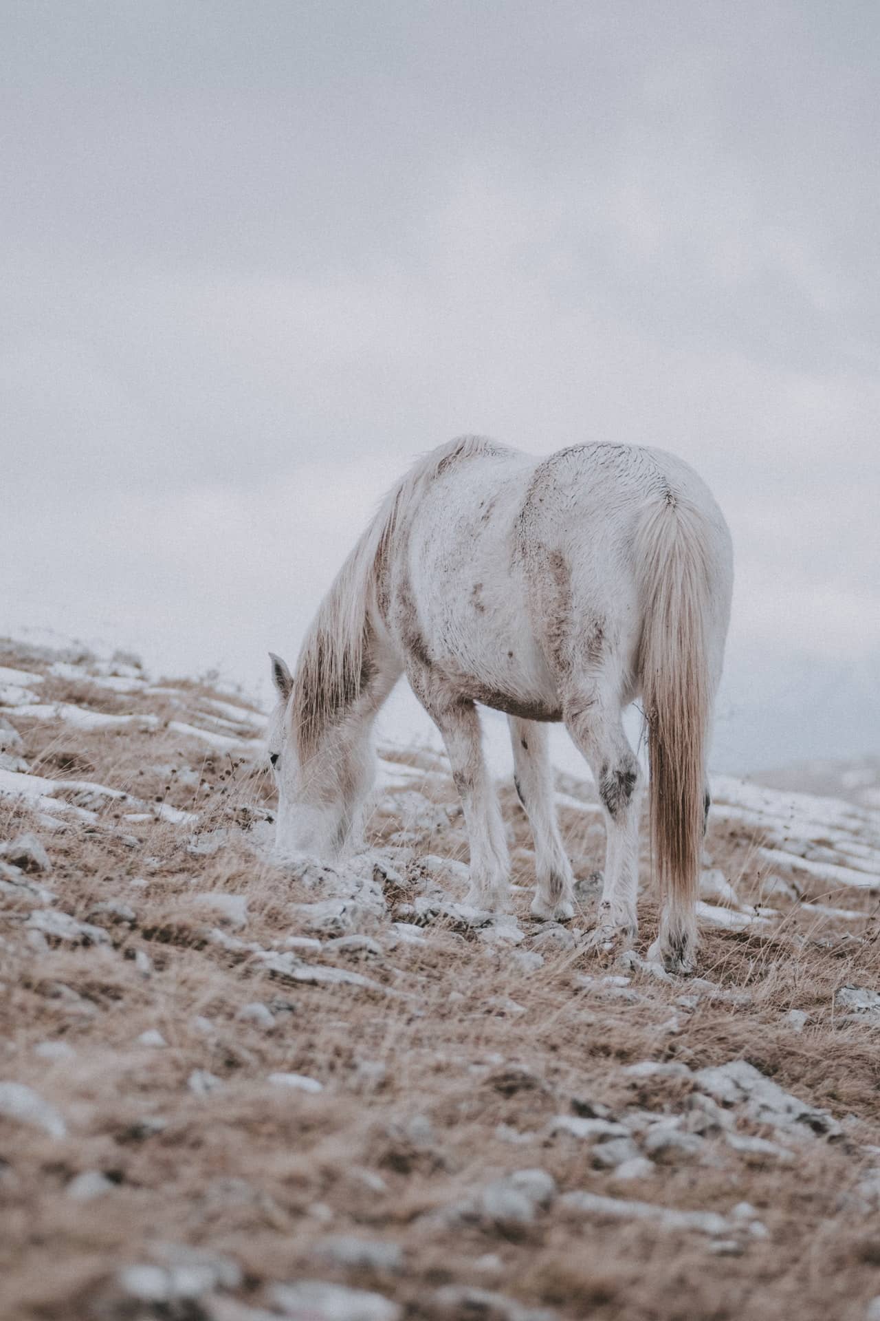 Horse in a cold weather