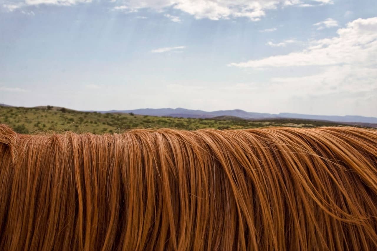 Beautiful and healthy horse mane